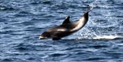 image of white beaked dolphin