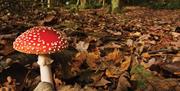 An image of a fly agaric at Harland Mount Nature Reserve