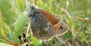 An image of a large heath at Fen Bog Nature Reserve