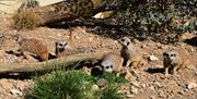 An image of a meerkat at Filey Bird Garden and Animal Park