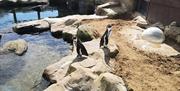 An image of penguins at SEA LIFE Scarborough