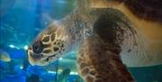 An image of a turtle at SEA LIFE Scarborough
