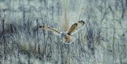 An image of a short eared owl at Fen Bog Nature Reserve