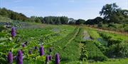 An image of vegetable field at The Black Swan at Oldstead