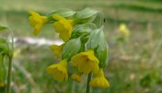 Chafer Wood Nature Reserve