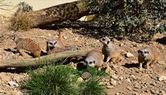 An image of a meerkat at Filey Bird Garden and Animal Park