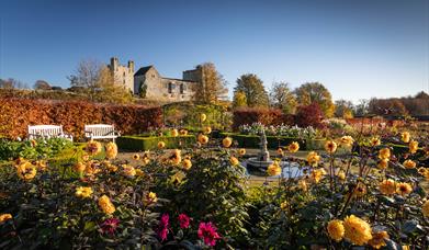 An image of Dahlias and the Castle