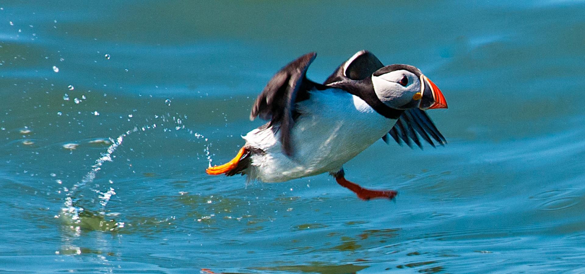 An image of a puffin on the sea at Bempton Cliffs