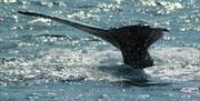 image of humpback whale fluke