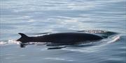 image of Minke whale