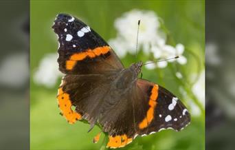Go Wild with Butterflies and Bees