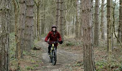 Cycle Trails in Dalby Forest