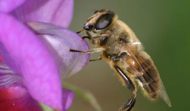 An image of a bee on a flower.
Photograph by Tracey Phillips/NYMNP