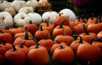 Pick Your Own Pumpkin at Castle Howard