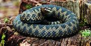 An image of an Adder Snake at Fen Bog Nature Reserve
