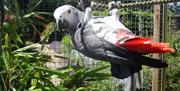 An image of an african grey at Filey Bird Garden and Animal Park