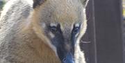 An image of a coati at Filey Bird Garden and Animal Park