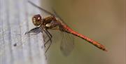 An image of a Common Darter at Filey Dams Nature Reserve