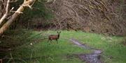 An image of a deer at Dalby Forest
