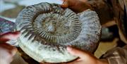 The Yorkshire Fossil Festival returns to Scarborough