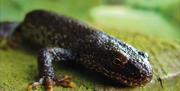 An image of a Newt at Filey Dams Nature Reserve