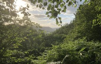 An image of a scenic view from Raincliffe Woods
