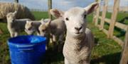 An image of some lambs at Betton Farm