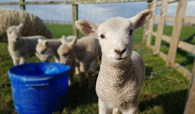 An image of some lambs at Betton Farm