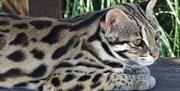 An image of a leopard cat at Filey Bird Garden and Animal Park