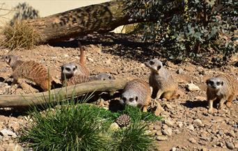 An image of a meerkat at Filey Bird Garden and Animal Park
