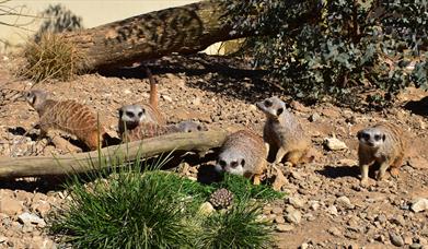An image of a meerkat at Filey Bird Garden and Animal Park