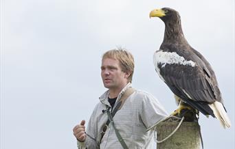 An image of National Centre for Birds of Prey Director Charlie Heap with Stellers Sea Eagle