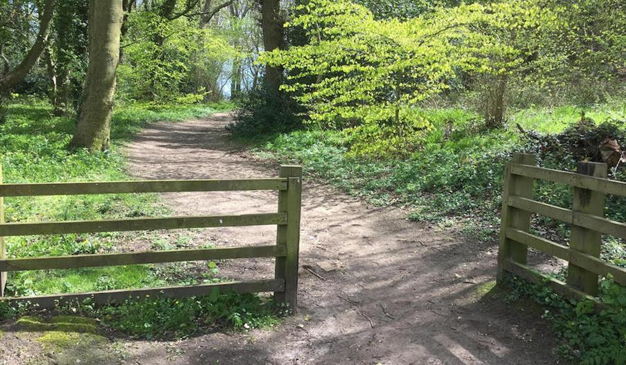 An image of a scenic view of the trail at Raincliffe Woods