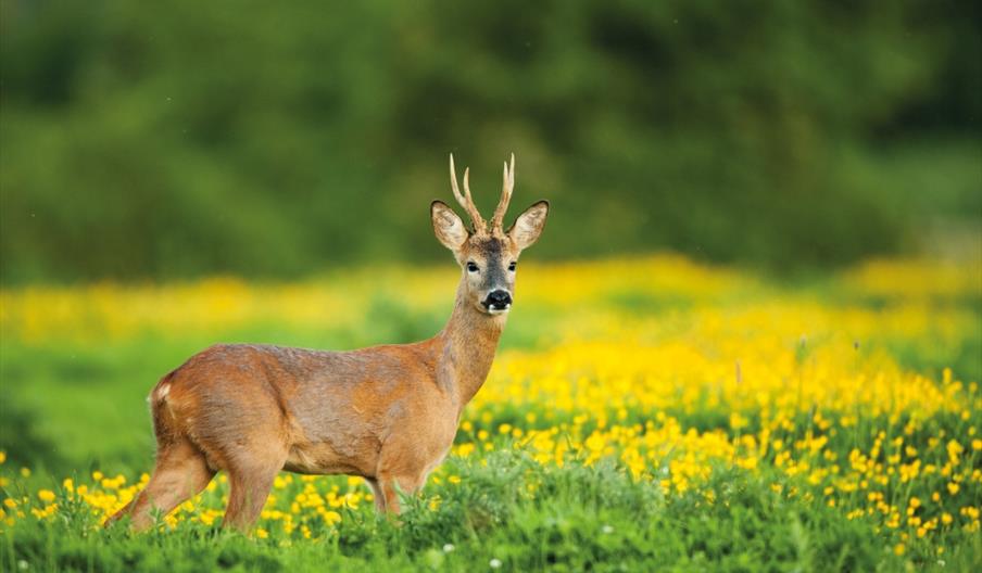 An image of Roe Buck at Harland Mount Nature Reserve