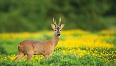 An image of Roe Buck at Harland Mount Nature Reserve