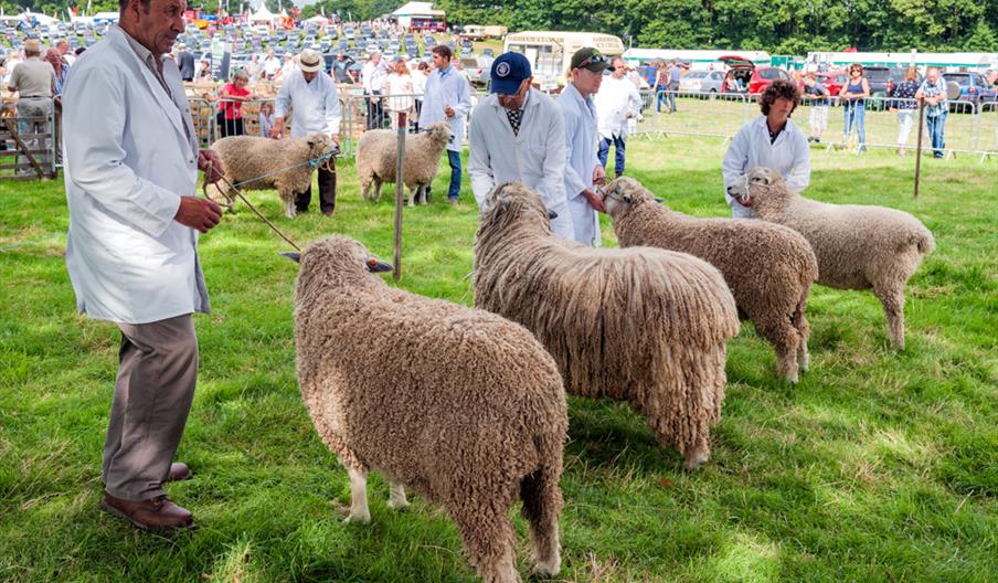 An image of sheep at a Yorkshire Agricultural Show.