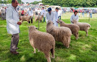 An image of sheep at a Yorkshire Agricultural Show.