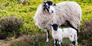 An image of Moorland Sheep on the moors