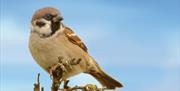 An image of a Tree Sparrow at Filey Dams Nature Reserve