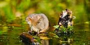 An image of a Water Vole at Filey Dams Nature Reserve