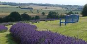 image of Yorkshire Lavender