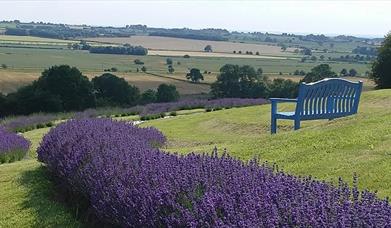 An image of Yorkshire Lavender
