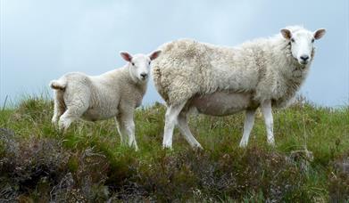 An image of a lamb and sheep