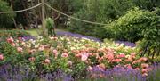 An image of flower beds at Pannett Park