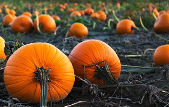 An image of some pumpkins in a field